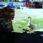 Duck @ Park meme