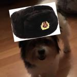 The Russian dog Pelle meme