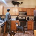 dog on cabinets