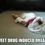Sleeping Dog | SWEET DRUG INDUCED DREAMS | image tagged in sleeping dog | made w/ Imgflip meme maker