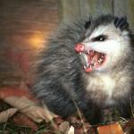 Do not want possum