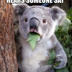 Australian Koala Surprise WTF | WHEN AN AUSTRALIAN HEARS SOMEONE SAY; “I HATE VEGIMITE” | image tagged in australian koala surprise wtf | made w/ Imgflip meme maker