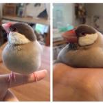 fat bird sitting down