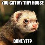 Frustrated Ferret | YOU GOT MY TINY HOUSE; DONE YET? | image tagged in frustrated ferret | made w/ Imgflip meme maker