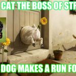 Dog Vs Cat | THE CAT THE BOSS OF STREET; THE DOG MAKES A RUN FOR IT | image tagged in dog vs cat | made w/ Imgflip meme maker