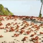 Crab rave template GIF Template