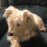 Contemplating Pup