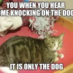 Nervous Cat | YOU WHEN YOU HEAR SOME KNOCKING ON THE DOOR; IT IS ONLY THE DOG | image tagged in nervous cat | made w/ Imgflip meme maker