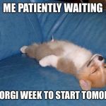 Corgi week is Sunday March 8th to Saturday March 14th. Possible pie week will follow. | ME PATIENTLY WAITING; FOR CORGI WEEK TO START TOMORROW | image tagged in corgi on back,dogs,corgi | made w/ Imgflip meme maker