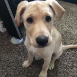 That's Ruff Meme Generator - Imgflip