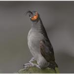 Derp Crested Auklet