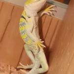 Sexy Lizard