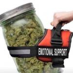 EMOTIONAL SUPPORT WEED