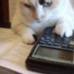math cat twitter compatible