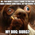 Brainless dog | ME: YOU MAKE IT REALLY HARD TO PRETEND YOU HAVE A BRAIN SOMETIMES, DO YOU KNOW THAT? MY DOG: BURG? | image tagged in stupid dog face,nonsense | made w/ Imgflip meme maker