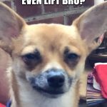 Sarcastic dog | DO YOU EVEN LIFT BRO? | image tagged in sarcastic dog | made w/ Imgflip meme maker