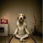 dog meditation funny | FEAR IS THE MIND KILLER | image tagged in dog meditation funny | made w/ Imgflip meme maker