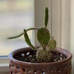 Middle finger cactus