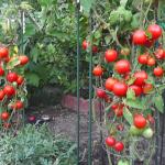 tomatoes