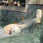 Dog getting soaked