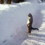Cat looking over snow meme