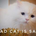 Sad cat is sad