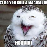 happy owl | WHAT DO YOU CALL A MAGICAL OWL? HOODINI | image tagged in owl happy,hoodini | made w/ Imgflip meme maker