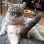 fap cat
