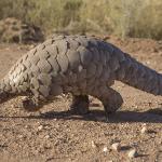 Pangolin casualty