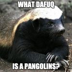 Honey badger | WHAT DAFUQ; IS A PANGOLINS? | image tagged in honey badger | made w/ Imgflip meme maker