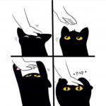 Black cat meme