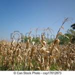 Cornfield