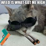 Cool cat  | WEED IS WHAT GOT ME HIGH | image tagged in cool cat | made w/ Imgflip meme maker