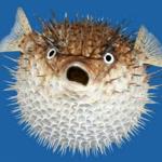 Corona-Blowfish meme