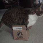 Big Cat Small Box