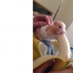 Hamster eating banana