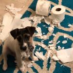 Dog destroys toilet paper meme