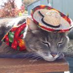 Cinco De Mayo Cat