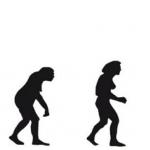 woman evolution