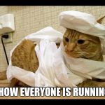toilet paper mummy cat | SO IS THIS HOW EVERYONE IS RUNNING AROUND? | image tagged in toilet paper mummy cat | made w/ Imgflip meme maker