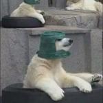 Polar Bear Wearing Bucket