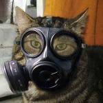 Gas Mask Cat meme