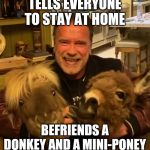 Arnold says stay home | TELLS EVERYONE TO STAY AT HOME; BEFRIENDS A DONKEY AND A MINI-PONEY | image tagged in arnold says stay home | made w/ Imgflip meme maker