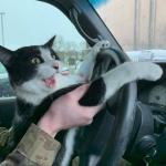 military cat