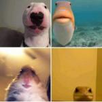 Animals on Facetime meme