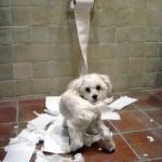 Dog toilet paper