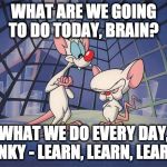 pinky and the brain | WHAT ARE WE GOING TO DO TODAY, BRAIN? WHAT WE DO EVERY DAY, PINKY - LEARN, LEARN, LEARN! | image tagged in pinky and the brain | made w/ Imgflip meme maker