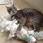cat toilet paper