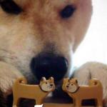 Doge Matches Two Toy Dogs