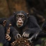 chimps sharing food